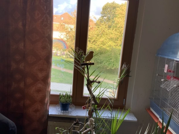 Wellensittich-Bild: Ich mag meinen Baum. 