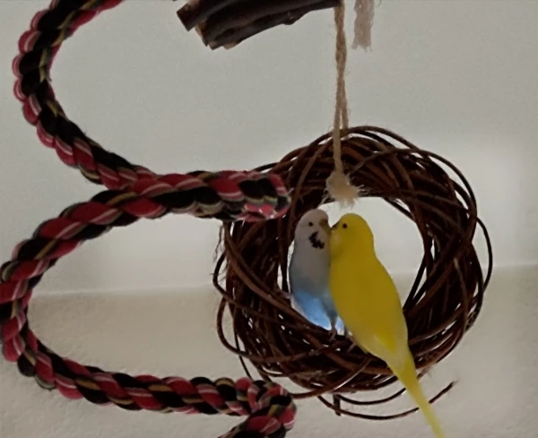 Wellensittich-Bild: Billy-Jean & Berry