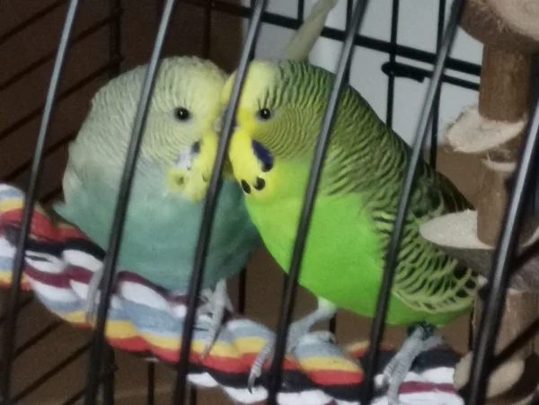 Wellensittich-Bild: Nach aufregenden Flugstunden darf auch wieder geschmust werden. Mimi (ca. 6 Monate, links) und ihr Gustl (ca. 12 Monate, rechts) freuen sich, dass sie beide zuguterletzt auch wieder den Eingang gefunden haben. Zur Belohnung gabs Kolbenhirse, erntefrisch vom Bauern.
