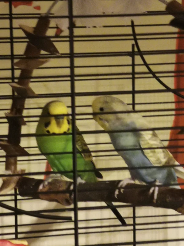 Wellensittich-Bild: Mimi (ca. 6 Monate alt) und Gustl (ca. 1 Jahr alt) 
