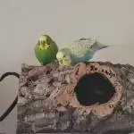 Gustl und Mimi auf ihrer Baustelle 