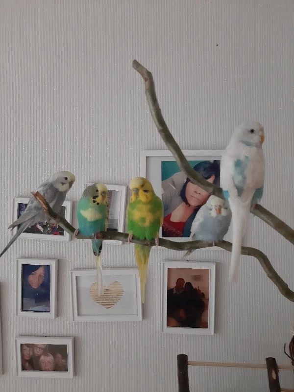 Wellensittich-Bild: Meine Plüschwelli Familie 