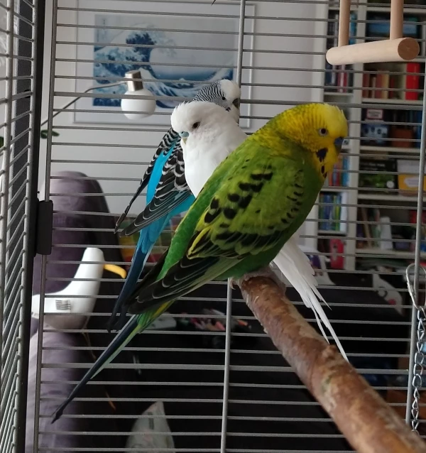 Wellensittich-Bild: Das sind von vorne: Pauli, Bubi und Peter :)