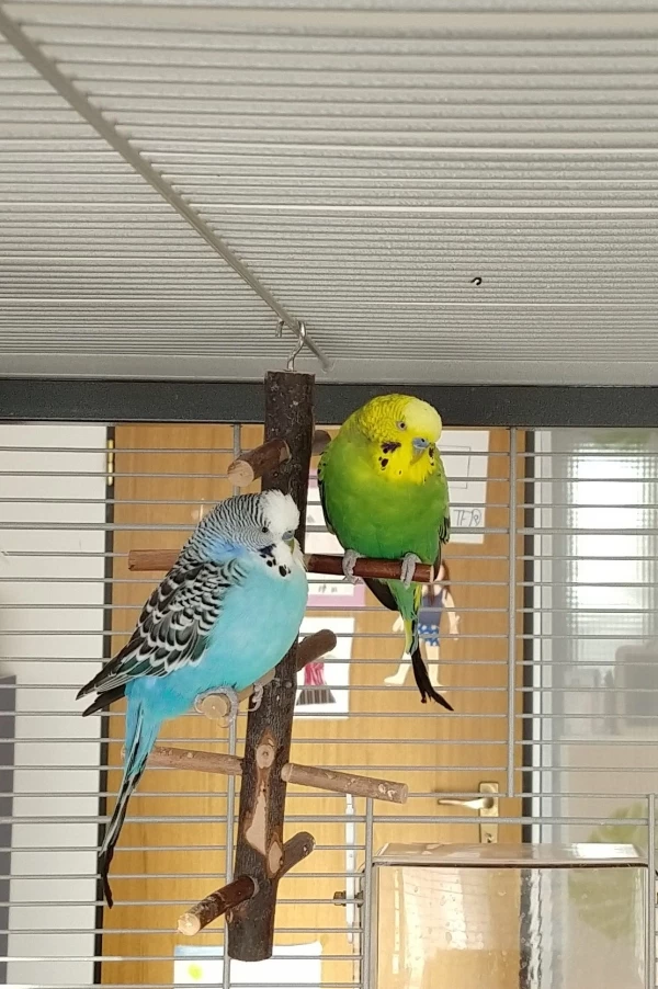 Wellensittich-Bild: RIP Peter, Du Oberquasselstrippe!