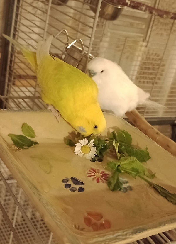 Wellensittich-Bild: Tya und Bubi beim snacken.