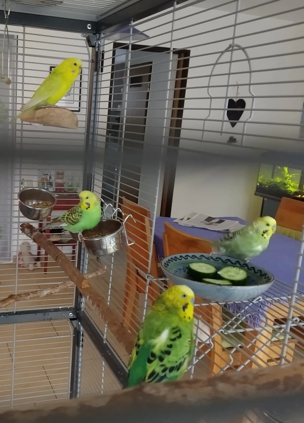 Wellensittich-Bild: Von oben nach unten: Tya, Susi, Prinz, Pauli