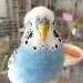 Pascha
