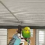Peter und Pauli auf dem Schlafdings
