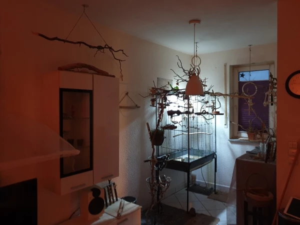 Wellensittich-Bild: Endlich haben wir eine gute Lampe gefunden, wo nichts angeknabbert werden kann.
