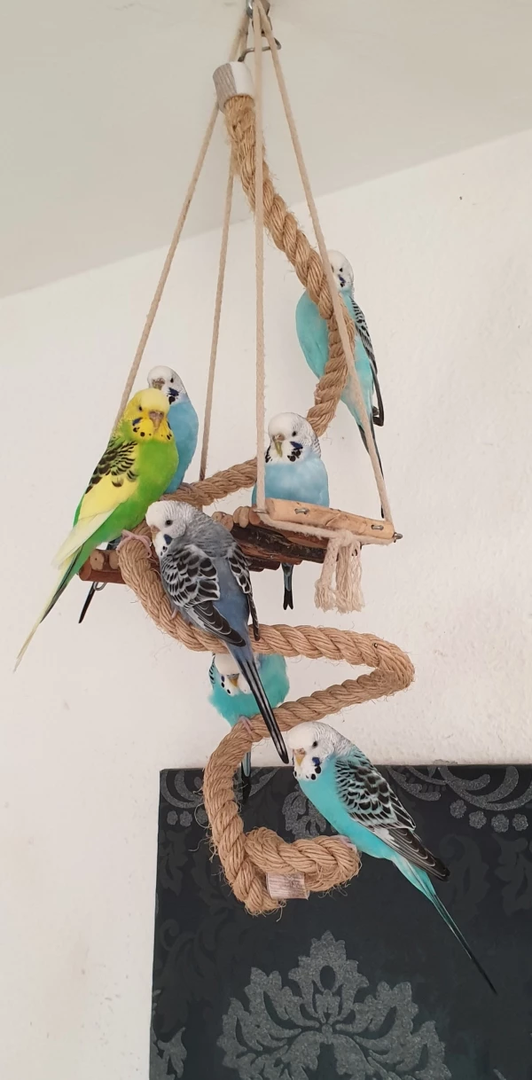 Wellensittich-Bild: Von unten nach oben:
Tuli, Keanu, Elliot, Fienchen, Louise (rechts), Sophie und Enie