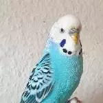 Das ist Keanu