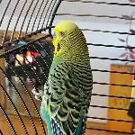 Das ist Atilla