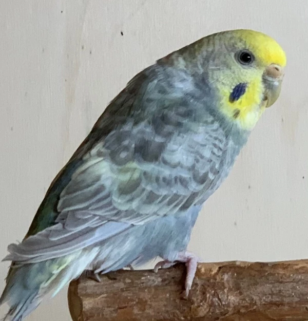 Wellensittich-Bild: Lina ist die kleinste im Schwarm und Charlys große Liebe.