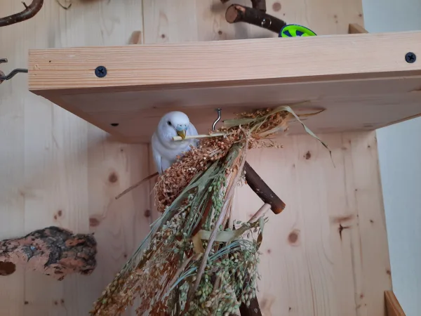 Wellensittich-Bild: Lecker Hirse zum Sonntag 