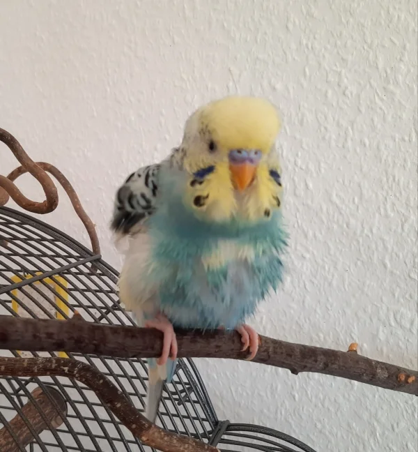 Wellensittich-Bild: frisch gebadet mein Tomi