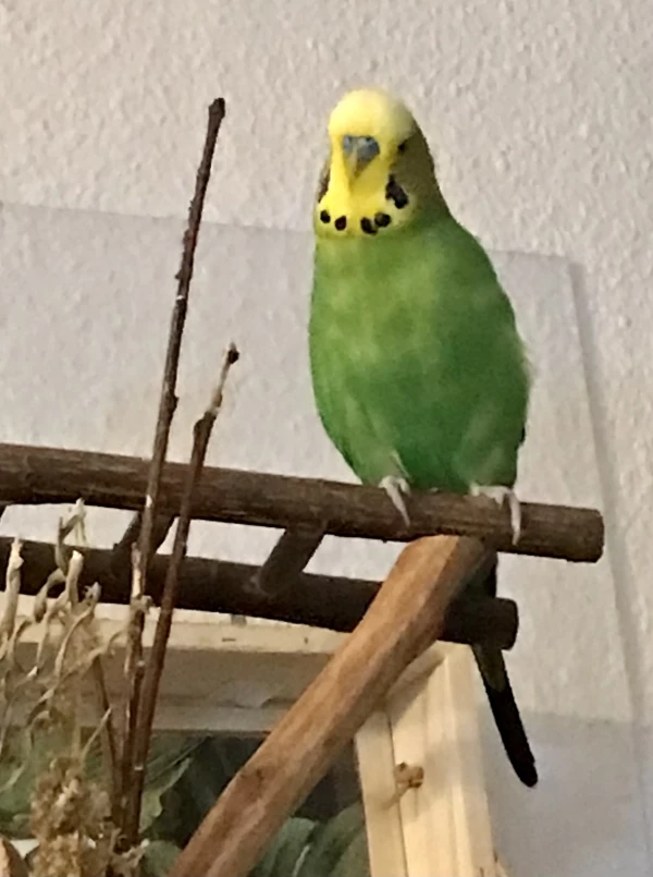 Wellensittich-Bild: Unser kleiner Casanova brauchte dringend mal ein neues Profilbild