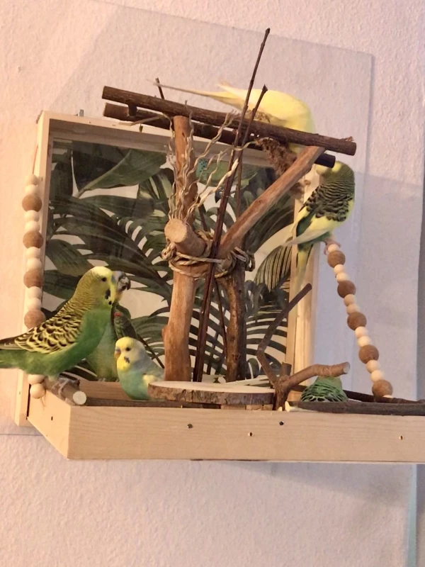 Wellensittich-Bild: Während die Ladies den neuen Spielplatz erkunden, werfen sich die Herren erstmal in Pose. Zusatzfrage: Wie viele Vögel entdeckt ihr?