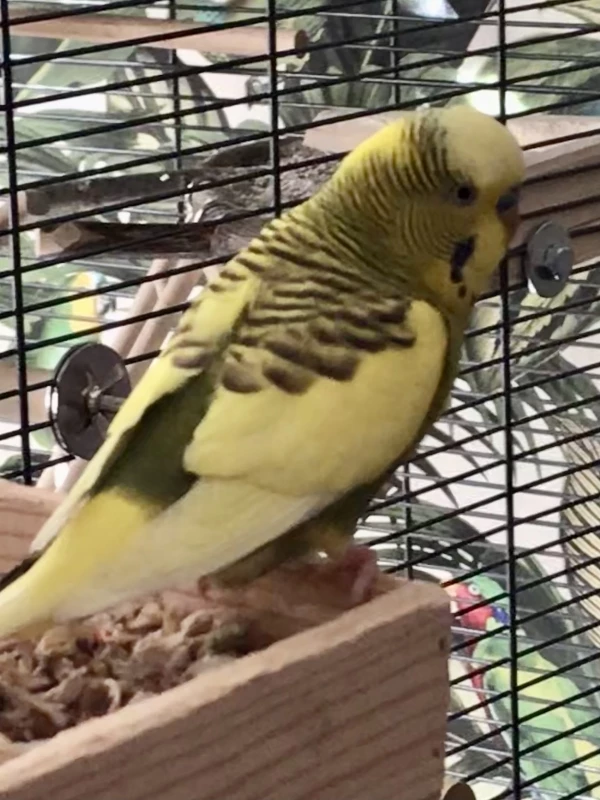 Wellensittich-Bild: Das Foto gehört zum Profil von Palu