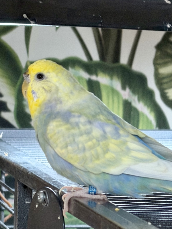 Profilbild von Dotti