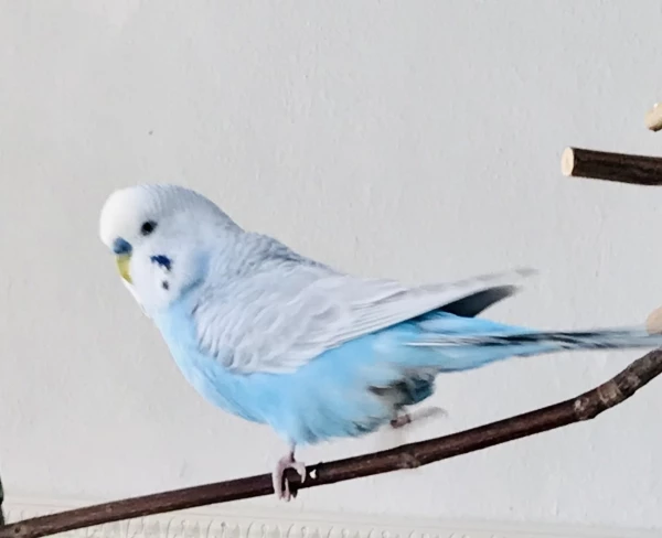 Wellensittich-Bild: Profilbild von unserem Blu