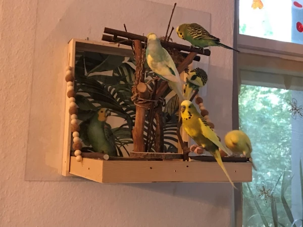 Wellensittich-Bild: Einer bewegt sich immer, aber es gibt ja auch viel zu entdecken.