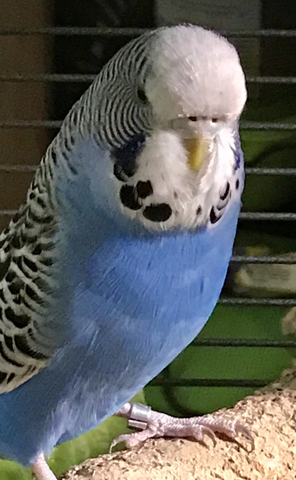 PHPSESSID