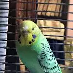 Bad Feather Day