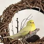 Sola unser Osterküken
