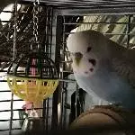 Blu und sein Therapiebällchen