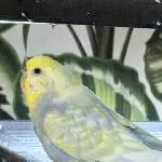 Profilbild von Dotti