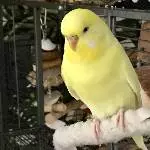 Fifty Shades of Yellow