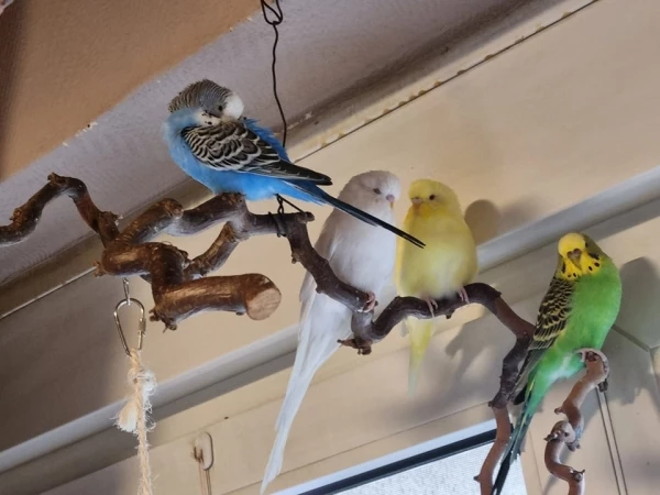 Wellensittich-Bild: weiß und gelb Elsa und Hotti, ich vermute sie ind StandardWellensittiche, blau  und grün Willi und Maja Hansi Bubis?, trotz Größenunterschiede sind alle  beste Freunde und verstehen sich super