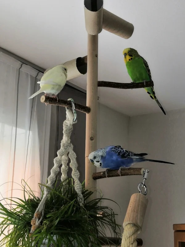 Wellensittich-Bild: Hier ist der Lieblingsplatz von Betty, Diego und Kalle. Mit frischem Grün ist es besonders gemütlich.