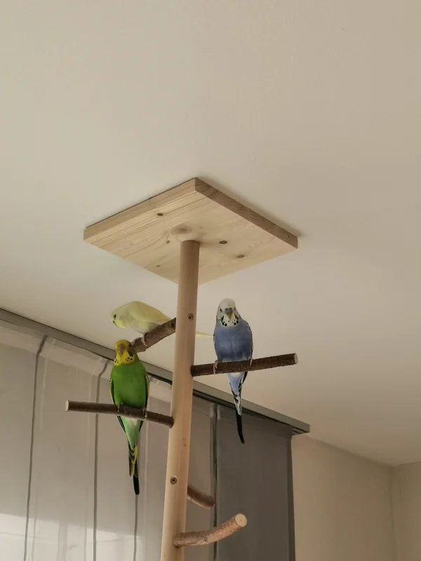 Wellensittich-Bild: Das ist unser Trio Betty, Diego und Kalle.