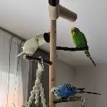 Frischen Grün ist lecker