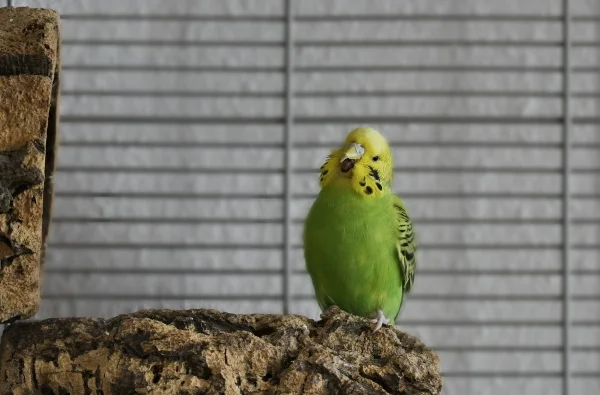 Wellensittich-Bild: Ein Foto von Funny für das Welli Profil.