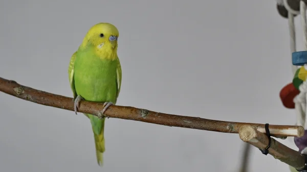 Wellensittich-Bild: Ein Bild für das Welli Profil von Rocky