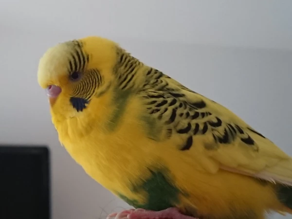 Wellensittich-Bild: Piepsi am chillen 