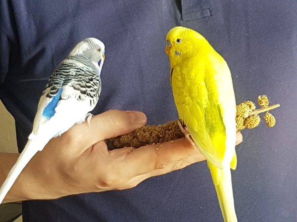 Wellensittich-Bild: Ein Bild meiner beiden Wellensittichhähne, die ich derzeit versuche zu vermitteln.