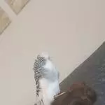 Das beliebte Nest 
