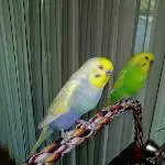 Neo und Mogli 