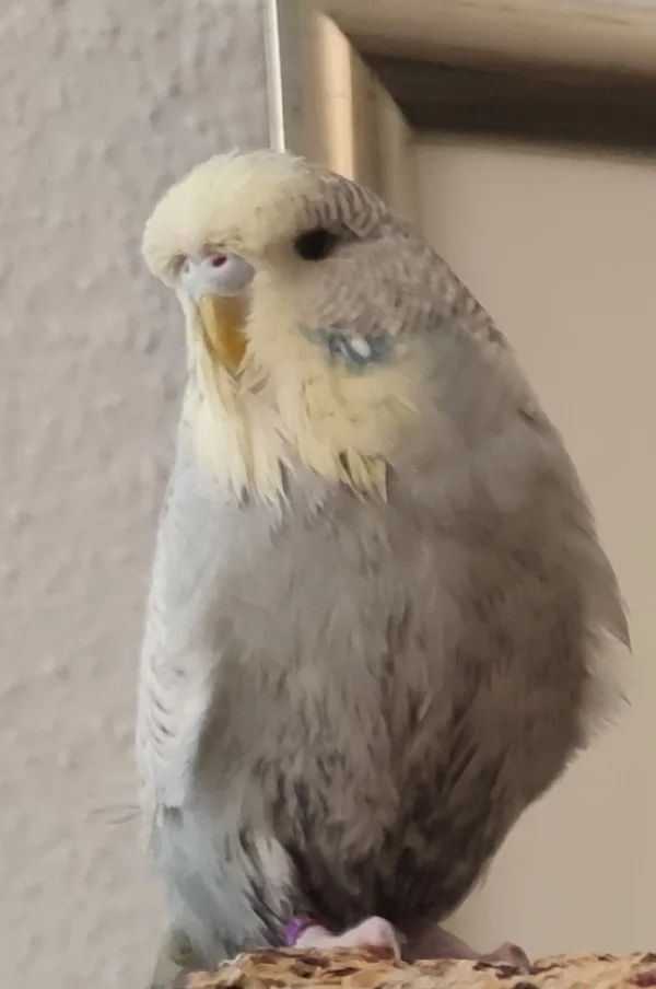 Wellensittich-Bild: Erinnert an den Albatros von Bernhard & Bianca
