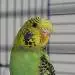 Dorie