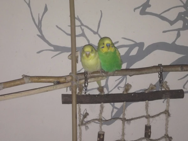 Wellensittich-Bild: Da passt kein Blatt zwischen.