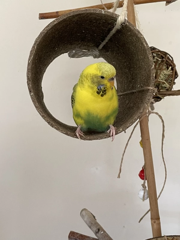 Wellensittich-Bild: Loki liebt es in der Röhre zu sitzen und daran zu knabbern.