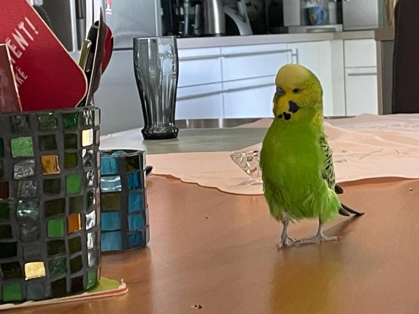 Wellensittich-Bild: Der Vogel ist so eitel, dass er sich sogar in den kleinen Mosaikteilchen meiner Windlichter spiegeln will ;-)