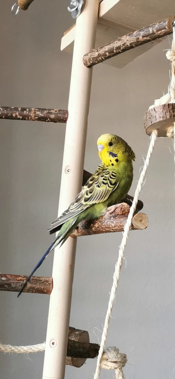 Wellensittich-Bild: Lucky auf dem Vogel Spielplatz 