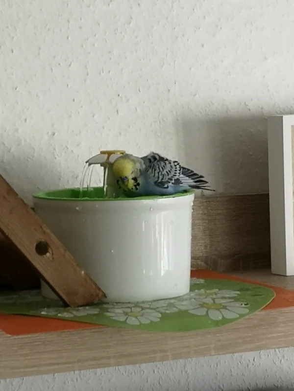 Wellensittich-Bild: .