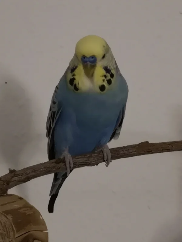Wellensittich-Bild: Blue beim Chilen