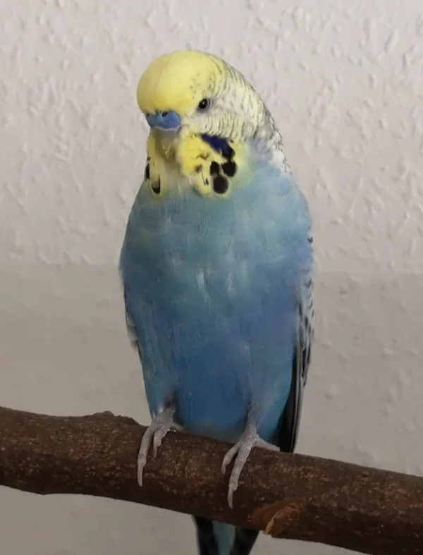 Wellensittich-Bild: Blue wie leibt und lebt